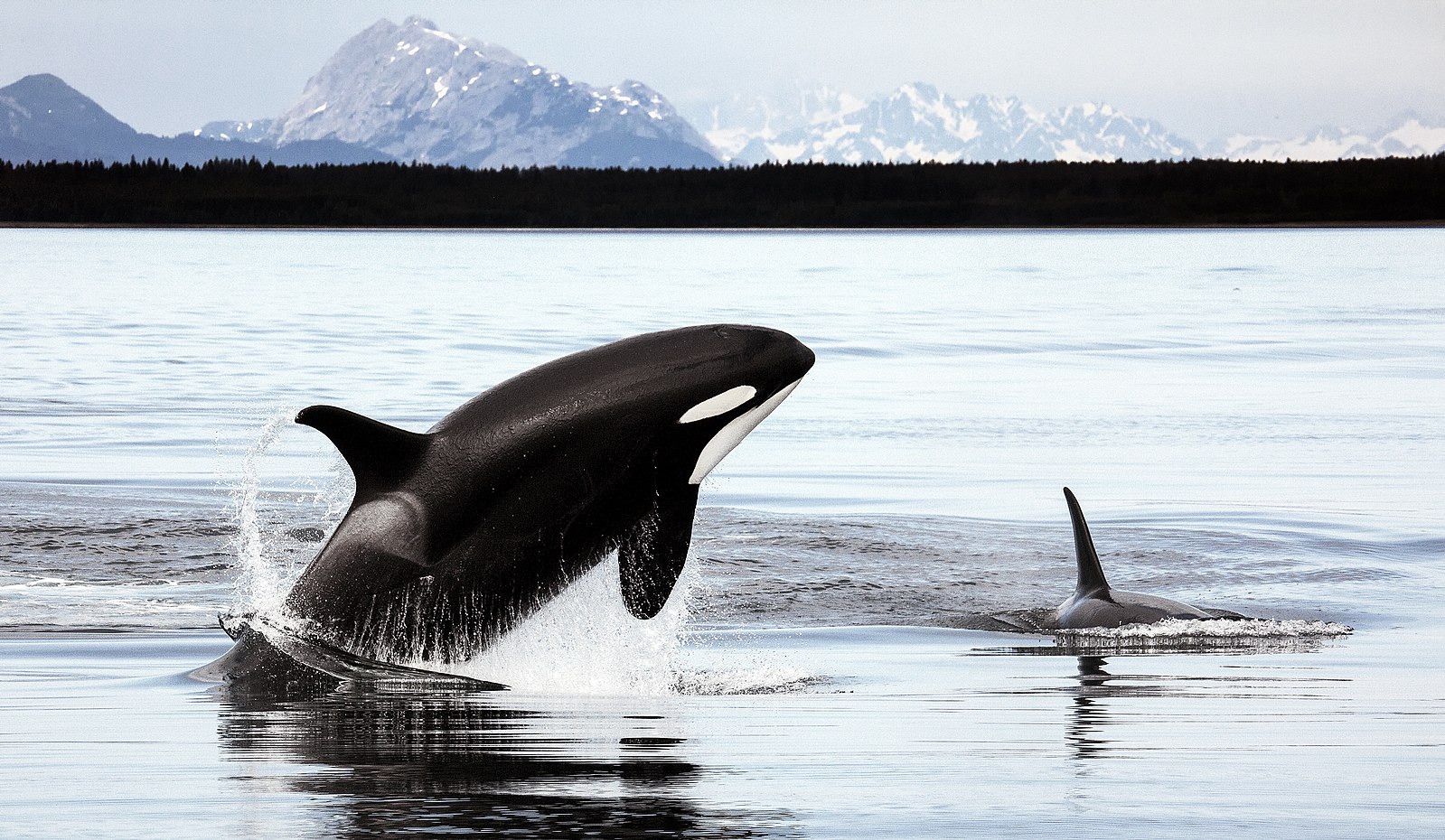 orca jumping