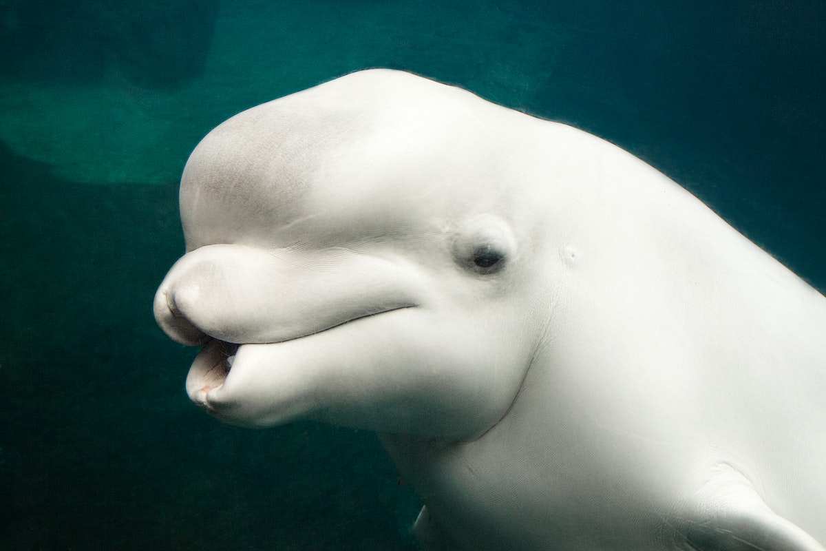 beluga kiss