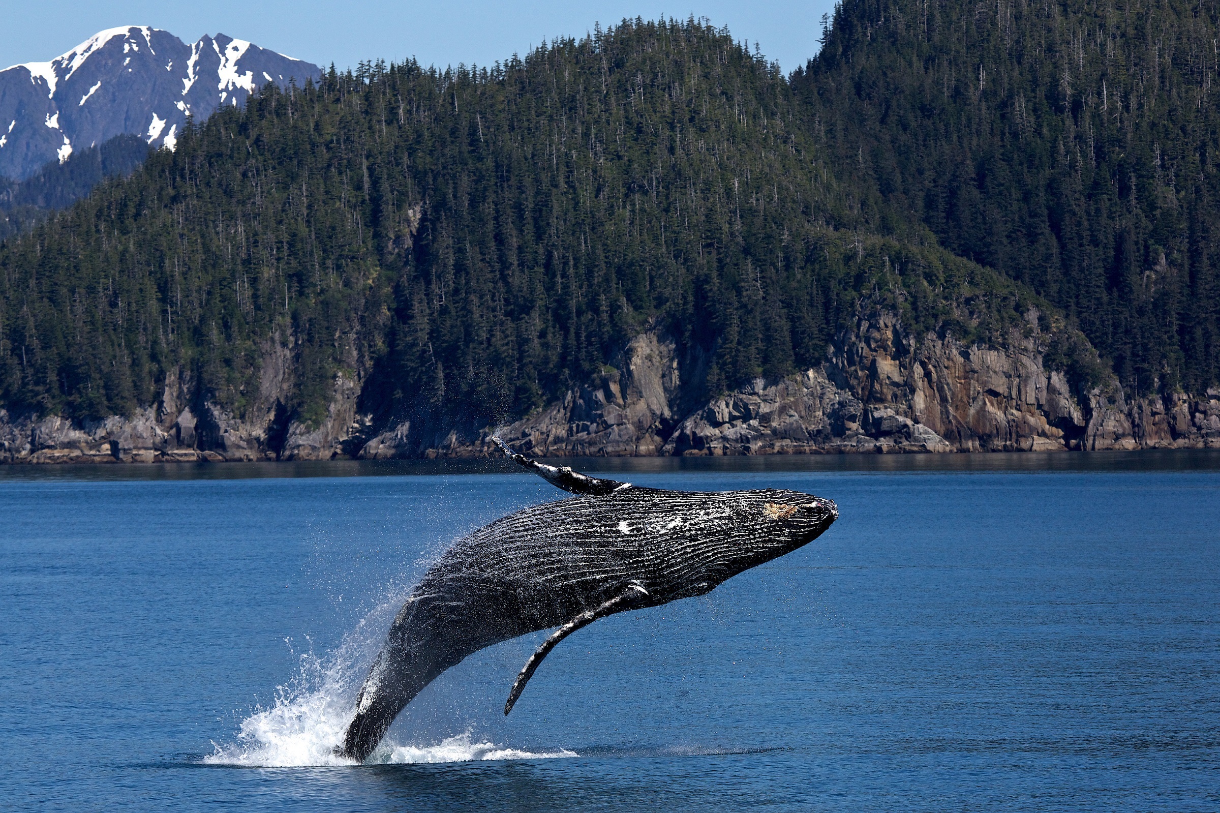 humpback whale