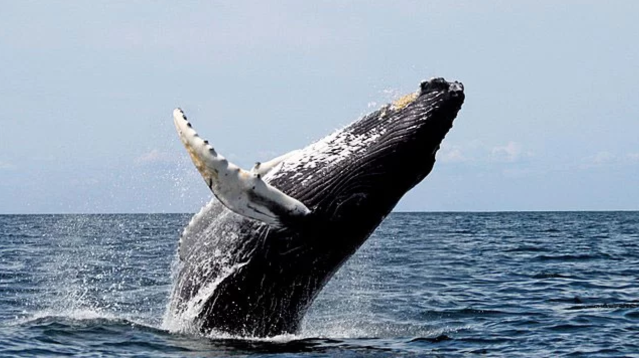 jumping whale